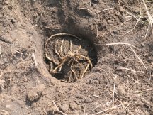 Planting Asparagus