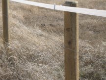We get a second strand up on the fence