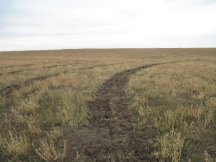 The west shelterbelt rototilled