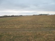 The west shelterbelt rototilled