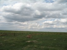 Shelterbelt looks good