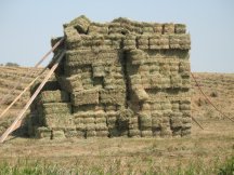 Stacking hay