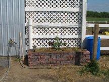 We plant 3 tomato plants in the raised bed