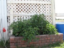 Just 3 tomato plants