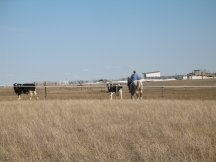 Tracy plays with cows