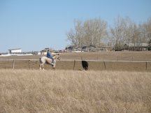Tracy plays with cows