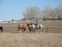 Tracy plays with cows