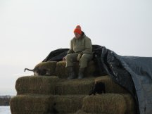 Tracy waits for our hay customers