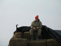 Tracy waits for our hay customers