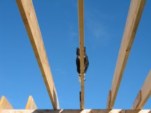 Wankers the cat walking a joist